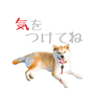 柴犬きなこ 第2弾（個別スタンプ：23）