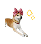 柴犬きなこ 第2弾（個別スタンプ：25）