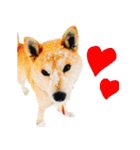 柴犬きなこ 第2弾（個別スタンプ：26）