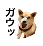 柴犬きなこ 第2弾（個別スタンプ：27）