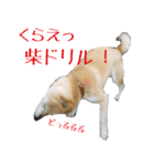柴犬きなこ 第2弾（個別スタンプ：28）
