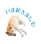 柴犬きなこ 第2弾（個別スタンプ：30）