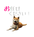 柴犬きなこ 第2弾（個別スタンプ：31）