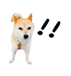柴犬きなこ 第2弾（個別スタンプ：32）