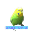 bird  speak（個別スタンプ：1）