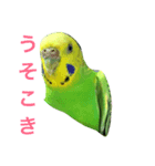 bird  speak（個別スタンプ：2）