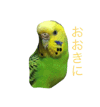 bird  speak（個別スタンプ：3）