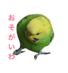 bird  speak（個別スタンプ：4）
