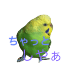 bird  speak（個別スタンプ：5）