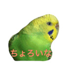 bird  speak（個別スタンプ：6）