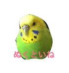 bird  speak（個別スタンプ：7）