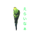 bird  speak（個別スタンプ：8）