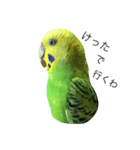 bird  speak（個別スタンプ：9）