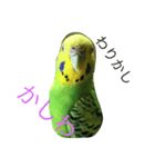 bird  speak（個別スタンプ：10）