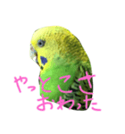 bird  speak（個別スタンプ：11）