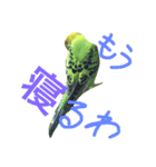 bird  speak（個別スタンプ：12）