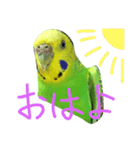 bird  speak（個別スタンプ：13）
