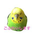 bird  speak（個別スタンプ：14）