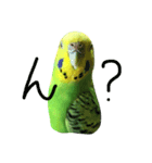 bird  speak（個別スタンプ：15）