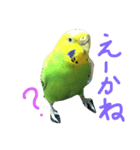 bird  speak（個別スタンプ：16）