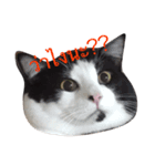 Cocomeawneang（個別スタンプ：1）