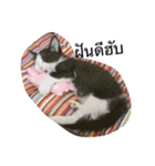 Cocomeawneang（個別スタンプ：4）