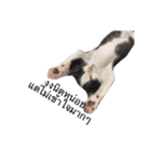 Cocomeawneang（個別スタンプ：6）
