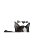 Cocomeawneang（個別スタンプ：7）