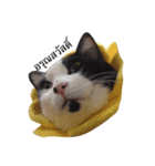 Cocomeawneang（個別スタンプ：8）