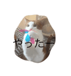 Boris and Momo（個別スタンプ：2）