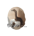 Boris and Momo（個別スタンプ：3）