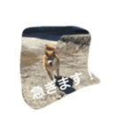 猫と柴犬（個別スタンプ：1）