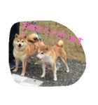 猫と柴犬（個別スタンプ：2）