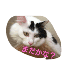 猫と柴犬（個別スタンプ：4）