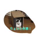 猫と柴犬（個別スタンプ：5）