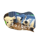 猫と柴犬（個別スタンプ：6）
