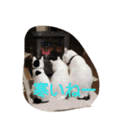 猫と柴犬（個別スタンプ：7）