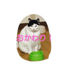 猫と柴犬（個別スタンプ：8）