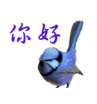 He-yi Painted Birds 01（個別スタンプ：1）
