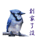 He-yi Painted Birds 01（個別スタンプ：6）