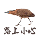 He-yi Painted Birds 01（個別スタンプ：8）