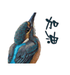 He-yi Painted Birds 01（個別スタンプ：12）