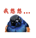 He-yi Painted Birds 01（個別スタンプ：13）