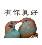He-yi Painted Birds 01（個別スタンプ：16）