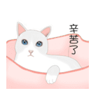 Xmas lovely cat（個別スタンプ：11）
