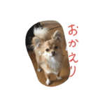 チワワのチップ君（個別スタンプ：1）