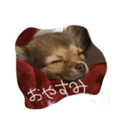 チワワのチップ君（個別スタンプ：3）