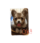 チワワのチップ君（個別スタンプ：4）