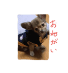 チワワのチップ君（個別スタンプ：7）