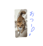 チワワのチップ君（個別スタンプ：13）